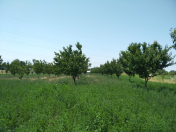 Satılır 170 sot torpaq Ağstafa