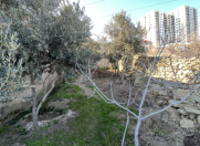 Satılır 1.2 sot torpaq Köhnə Günəşli