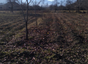 Satılır 15 sot torpaq Qusar