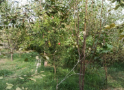 Satılır 3 sot torpaq Perekeşkül