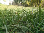 Satılır 17 sot torpaq Qəbələ