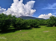 Satılır 350 sot torpaq Qax