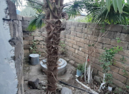 Satılır 3 otaqlı 80 m2 həyət evi Lənkəran