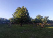 Satılır 16 sot torpaq Qəbələ