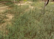 Satılır 46 sot torpaq Bakıxanov