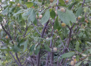 Satılır 9 sot torpaq Əhmədli