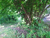 Satılır 10 sot torpaq Qəbələ