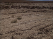 Satılır 435 sot torpaq Perekeşkül