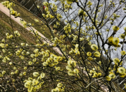 Satılır 14 sot torpaq Mərdəkan