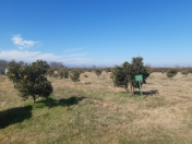 Satılır 300 sot torpaq Lənkəran