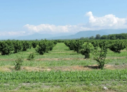 Satılır 30 sot torpaq Oğuz