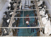 Satılır 1 otaqlı 4000 m2 obyekt Fatmayı