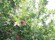 Satılır 6 sot torpaq İnşaat Universiteti