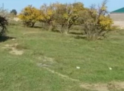 Satılır 25 sot torpaq Albalı