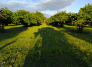 Satılır 63 sot torpaq Qəbələ