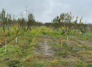 Satılır 200 sot torpaq Göyçay