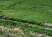 Satılır 210 sot torpaq Ağdaş