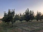 Satılır 45 sot torpaq Göyçay