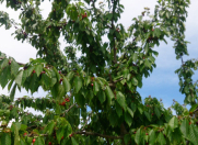 Satılır 1100 sot torpaq Qobu