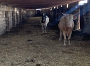 Satılır 10000 sot torpaq Sabirabad