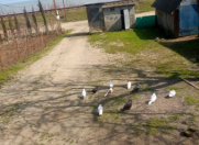 Satılır 7 sot torpaq Lənkəran