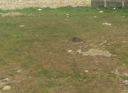 Satılır 8 sot torpaq Qobu