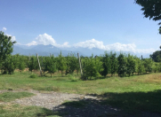 Satılır 5830 sot torpaq Qəbələ