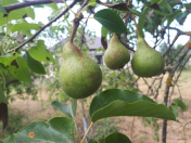 Satılır 15 sot torpaq Quba