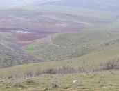 Satılır 1000 sot torpaq Şabran