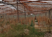 Satılır 120 sot torpaq Kürdəxanı