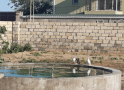 Satılır 2 otaqlı 10 m2 bağ evi Pirşağı