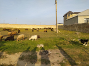 Satılır 6 sot torpaq Abşeron r.