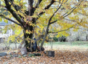 Satılır 24 sot torpaq İsmayıllı