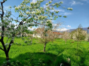 Satılır 20 sot torpaq İsmayıllı