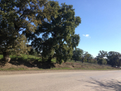 Satılır 1100 sot torpaq Qobu