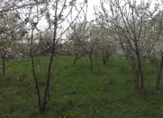 Satılır 20 sot torpaq Naxçıvan