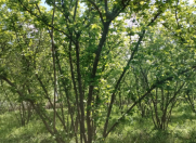 Satılır 12 sot torpaq Qusar