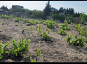 Satılır 12 sot torpaq Görədil