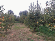 Satılır 20 sot torpaq Göyçay