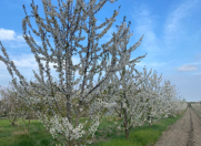 Satılır 50 sot torpaq Quba