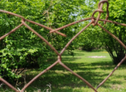 Satılır 40 sot torpaq Qəbələ