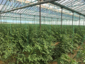 Satılır 10 otaqlı 22000 m2 obyekt Zirə