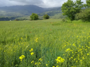 Satılır 130 sot torpaq Qusar