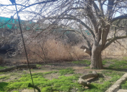 Satılır 7 sot torpaq Koroğlu m.