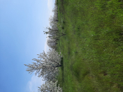 Satılır 50 sot torpaq Xaçmaz