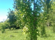 Satılır 20 sot torpaq Balakən