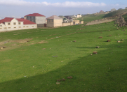 Satılır 10 sot torpaq Hökməli
