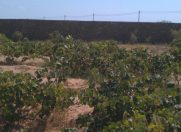 Satılır 12 sot torpaq Gürgən