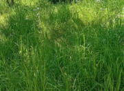 İcarəyə verilir 2 otaqlı 170 m2 bağ evi İsmayıllı