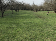 Satılır 63 sot torpaq Qəbələ